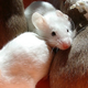 Illustration for article titled Mice sing ultrasonic love songs to their sweethearts
